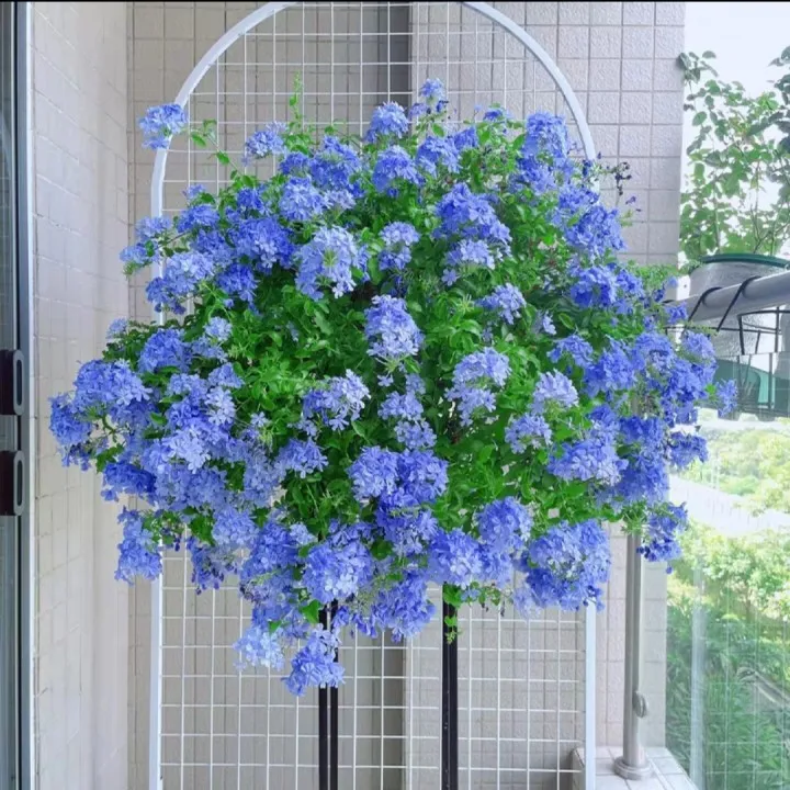 【蓝雪花棒棒糖】四季开花盆栽地栽室内室外阳台庭院栽种新手易养护