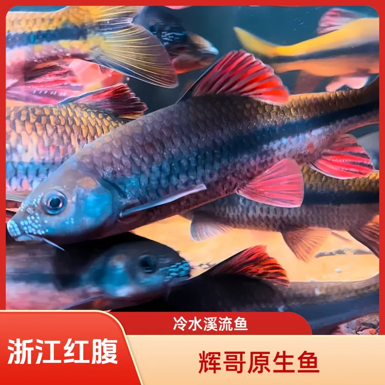红腹溪石斑野采原生鱼溪流冷水鱼小型观赏鱼