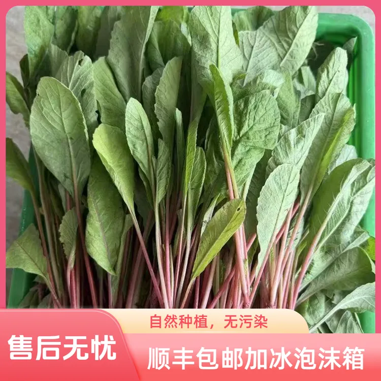 苏北本地新鲜萝卜菜叶子时令蔬菜加冰泡沫箱顺丰包邮