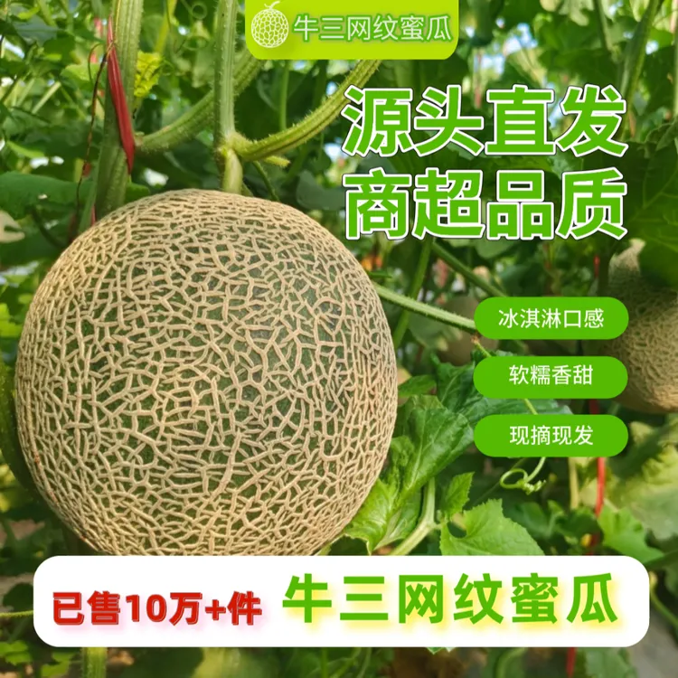 内蒙网纹瓜玫蜜珑瓜静冈采摘口感新鲜哈密瓜玲珑瓜软糯香甜