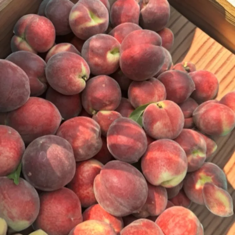 自家果园新鲜采摘红不软桃 口感脆甜多汁 产地直发