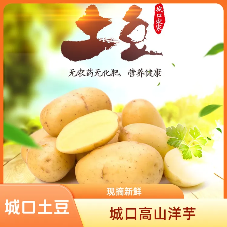 城口2025年高山洋芋黄心白心土豆随机发马铃薯软糯粉面营养美味