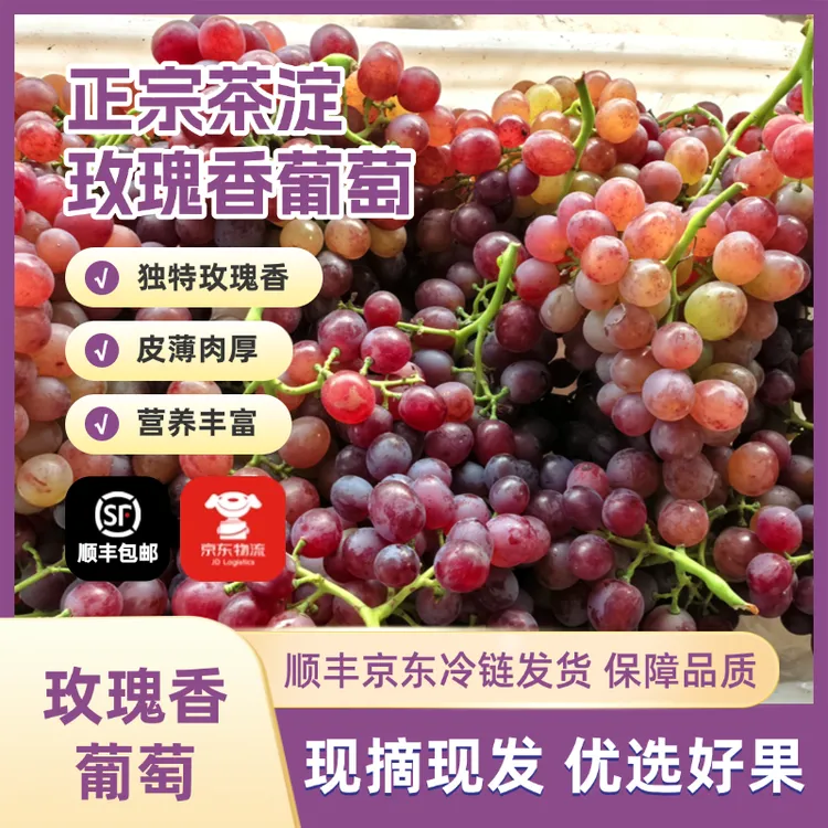 【净重】天津汉沽茶淀玫瑰香葡萄鲜水果优质正宗肉厚纯甜生鲜有籽