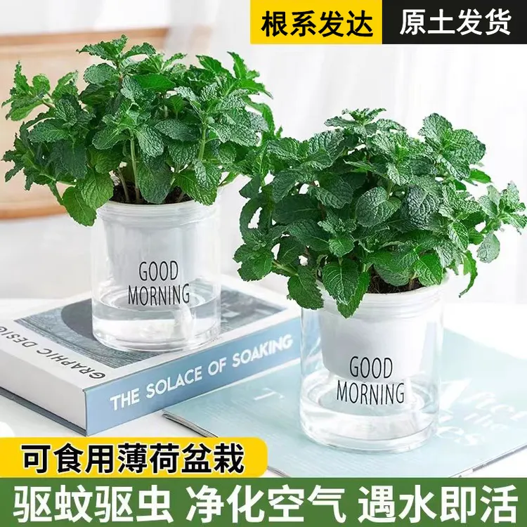 薄荷盆栽可食用水培薄荷叶新鲜可食用迷迭香驱蚊植物室内绿植花卉