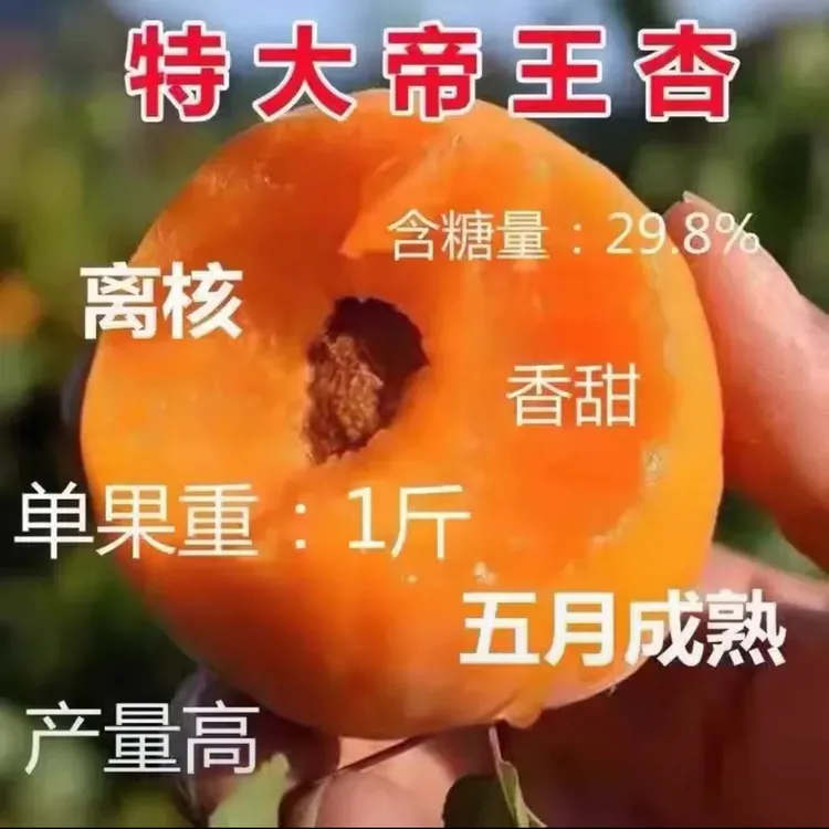 杏树苗特大早熟帝王甜杏子苗南方北方种植盆栽地栽果树苗当年结果