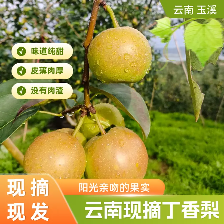 云南高原早熟丁香梨早白蜜梨果型不大纯甜皮薄无渣2025年应季水果