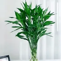 （东北专享纸箱发货）70-120厘米精品竹富贵竹水培植物室内绿植