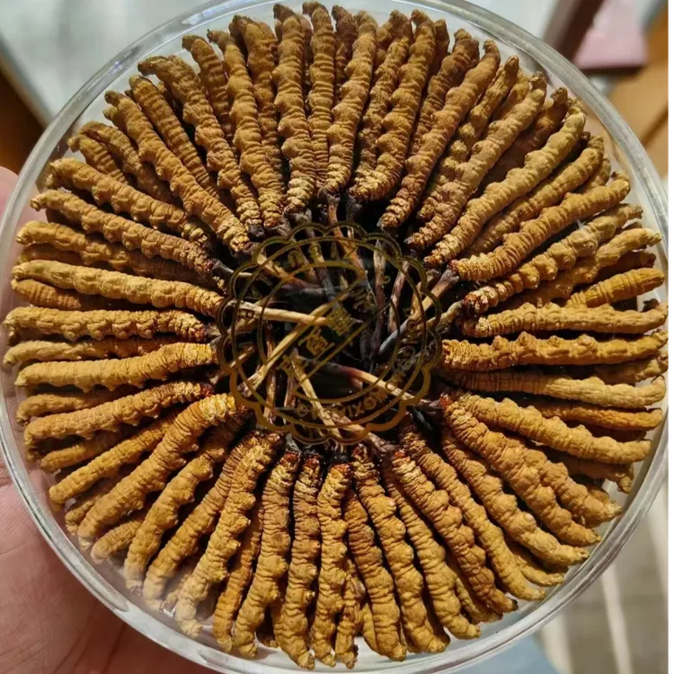 野生2025新自然晾晒冬虫夏草青藏高原海拔4200米以上的雪山虫草