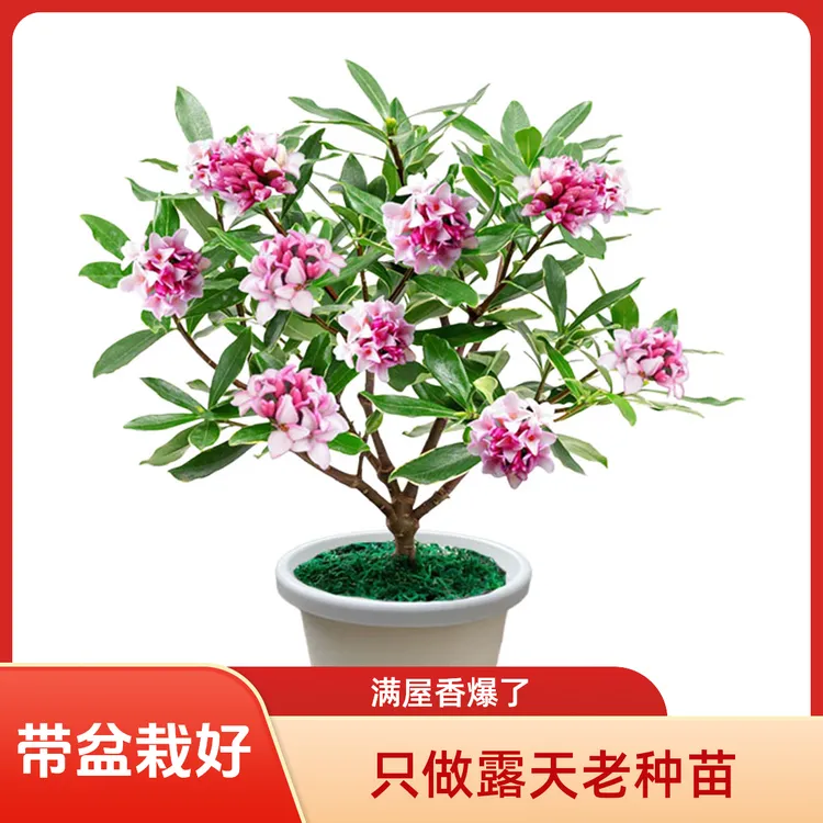 正宗金边瑞香盆栽带花苞浓香型大颗绿植耐寒耐热室内外直播间卖花