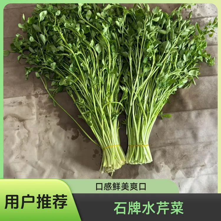 安徽省安庆石牌水芹菜露天种植现采摘现发货