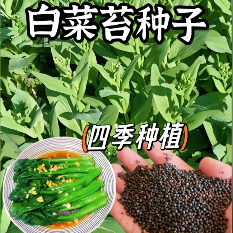 白菜苔种子 青菜菜心奶油苔芯大田庭院盆栽春秋四季采收蔬菜种籽