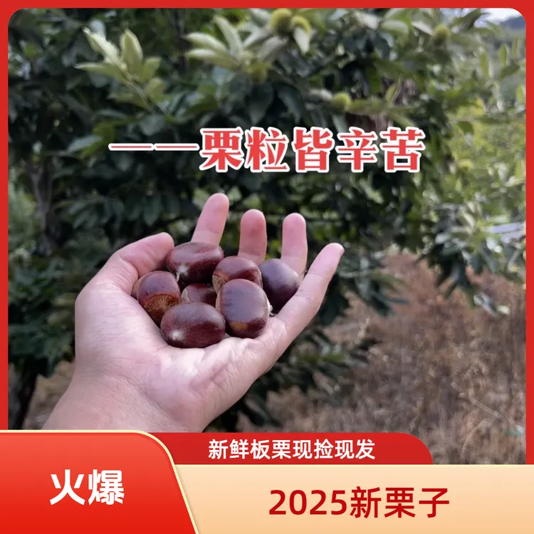 【笨栗子】2025新栗子 板栗 山栗子 1斤3斤5斤装多个链接多点搜索