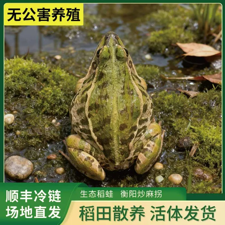 衡阳青蛙 麻拐 原生态户外散养稻田青蛙 顺丰冷链 餐饮批发专用