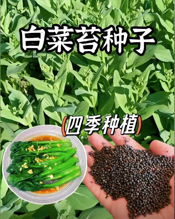 奶油白菜苔种子 青菜菜心苔芯大田庭院盆栽春秋四季采收种籽