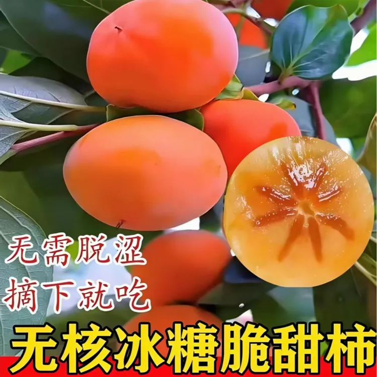 【脆甜柿子】纯甜无酸脆甜无核精选嫁接柿子树苗好管理易种植南北方商品图