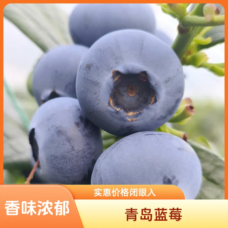花香蓝莓脆甜可口京东包邮