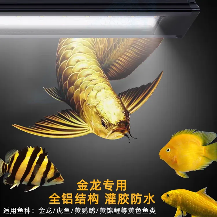 全光谱鱼缸灯防水Ied黄白混合光金龙鱼虎鱼黄色锦鲤蝴蝶鲤专用灯