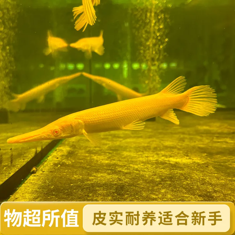 皮实好养红眼黄火箭大型猛鱼