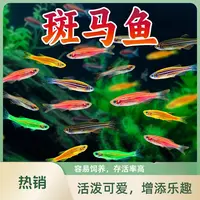 斑马鱼斑马鱼活体 七彩红斑马鱼蓝斑马鱼蓝条鱼花条鱼热带观赏鱼