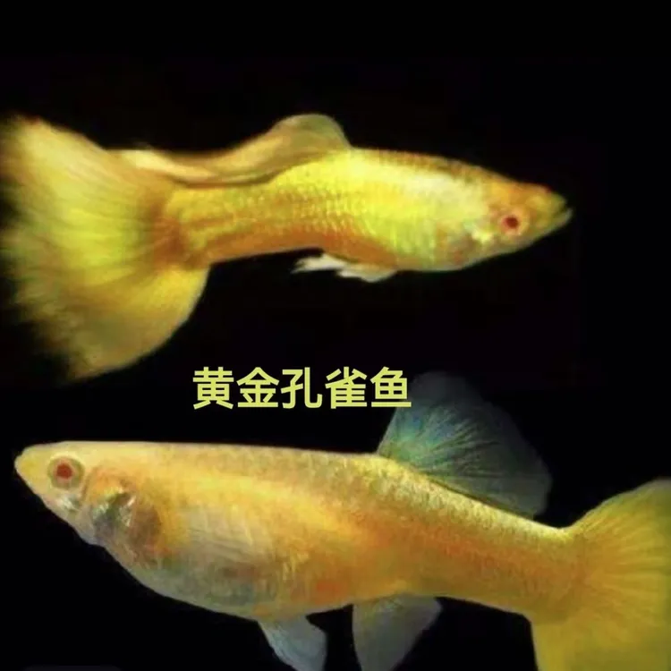 精品黄金满鳞金黄水中黄金小型淡水白云新手观赏鱼群游淡水溪流