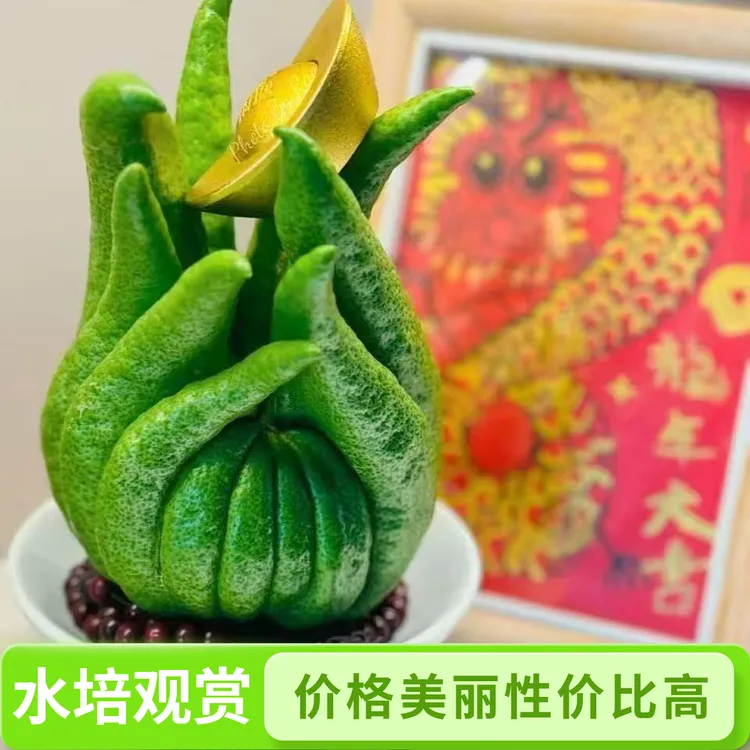 佛手柑带枝四季佛手水培食用佛手果闻香鲜果观赏柑果宝藏好物