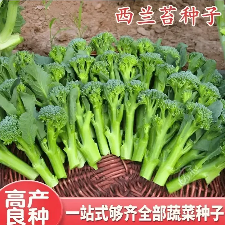 【西兰苔种子】菜苔种子蔬菜种子油菜芯籽四季种植盆栽