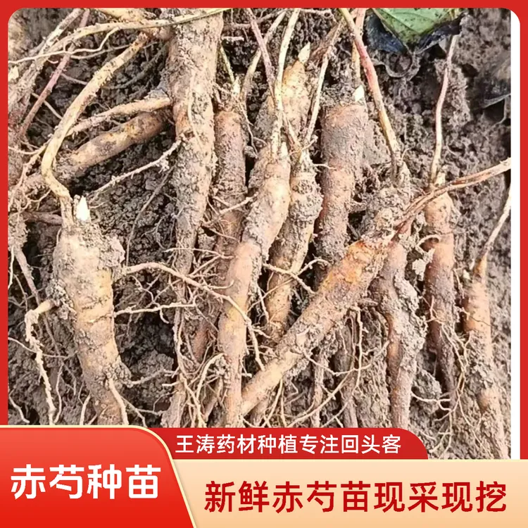 赤芍苗杂花赤芍苗本地赤芍苗赤芍种苗芍药苗改良赤芍苗药材种苗