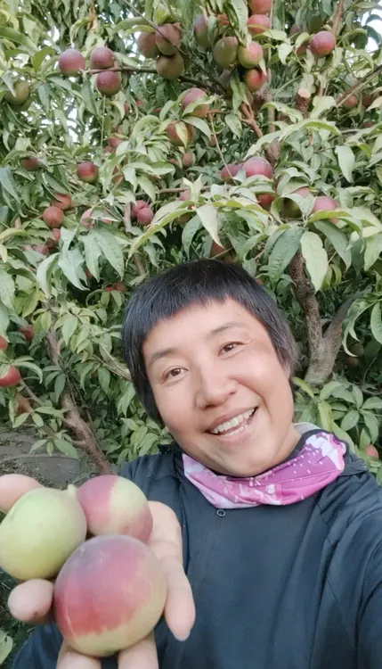 正宗新疆哈密回王蜜桃苦桃淡淡桃香香甜多汁