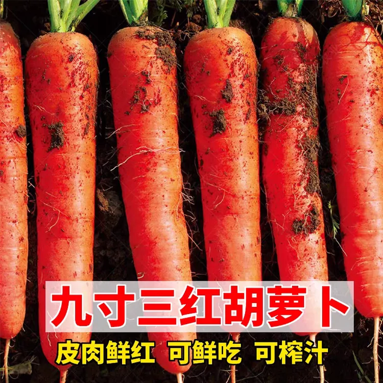 四季种植九寸三红胡萝卜蔬菜菜种子种子