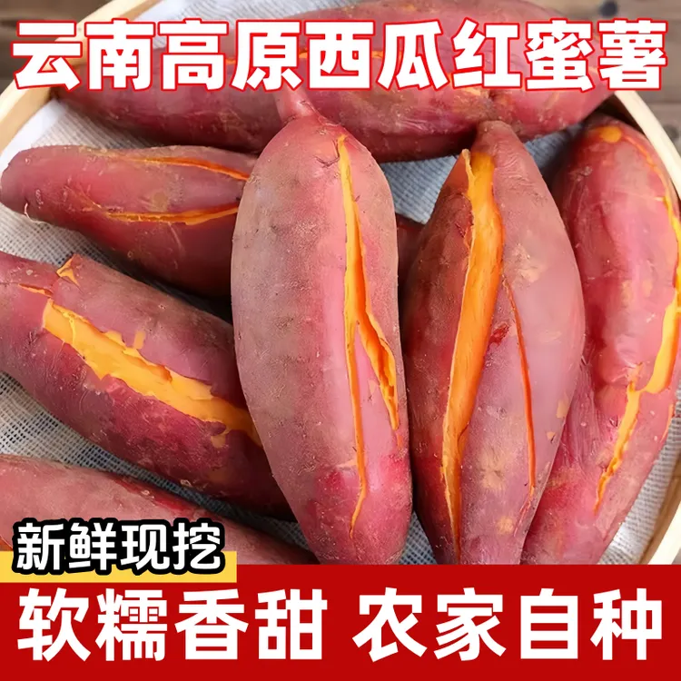 【软糯香甜】沙地种植西瓜红蜜薯红薯番薯地瓜农家自种红薯现挖现发