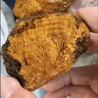 【野生桑树桑 黄 】                                            