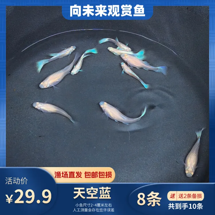 天空蓝孔雀鱼自家渔场繁殖精品小型胎生热带观赏鱼水温22-28度