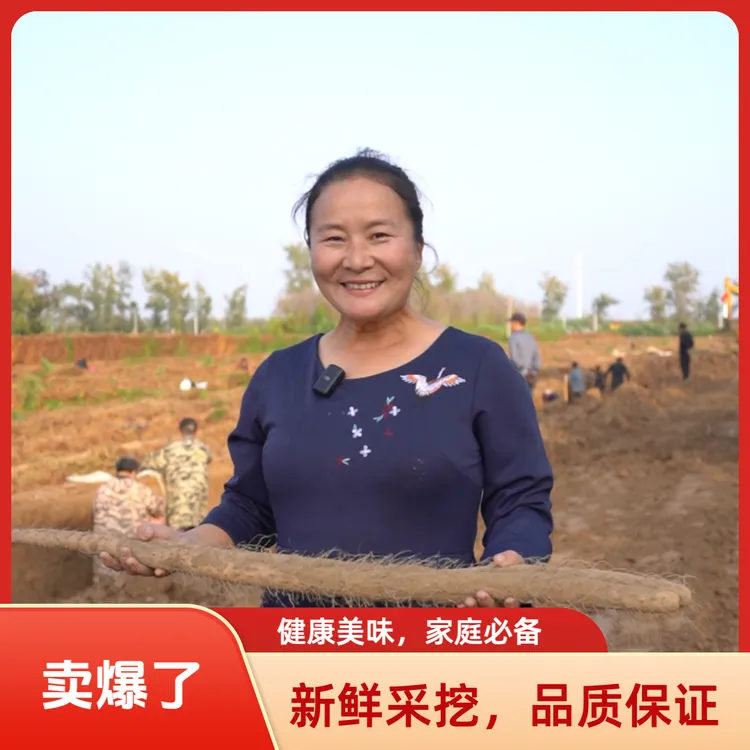 （断果试吃福利装）黄河滩土精养铁棍山药现挖现发