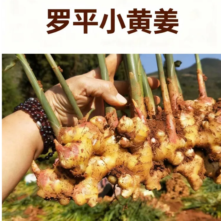 云南罗平黄姜云南罗平高山现挖小黄姜