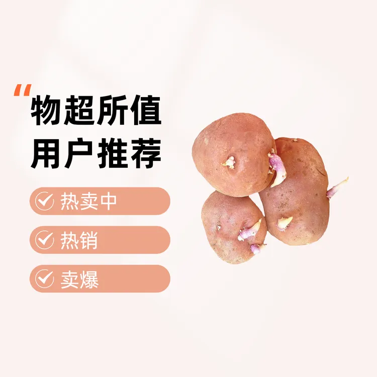 高产黄心土豆云南老品种土豆种高产早熟发芽红皮黄心马铃薯种本地