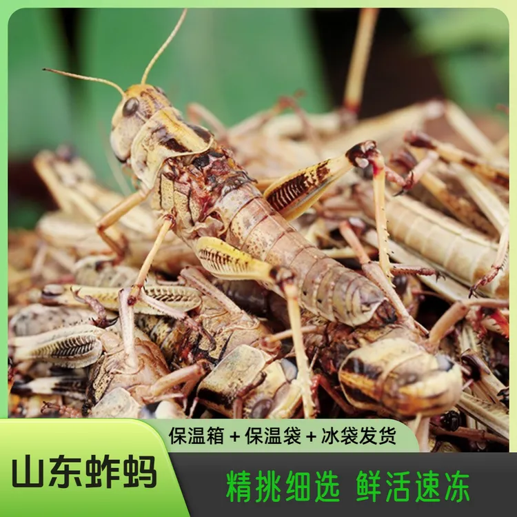 山东特产速冻蚱蚂冷冻蝗虫蚱蜢去翅纯母带籽公母带翅混合速冻美味