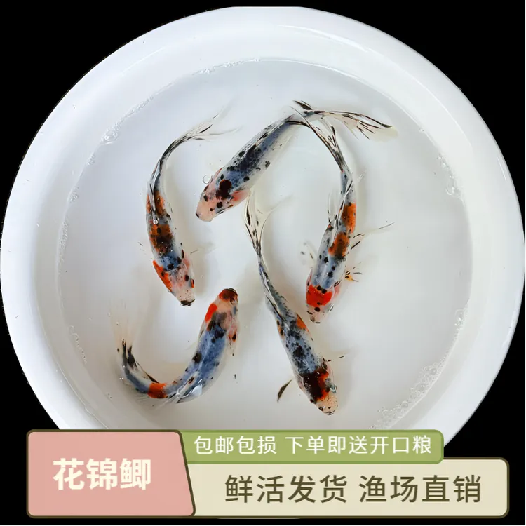 兰花草金小型冷水观赏鱼草金小鱼五花色鱼活体养殖精选风水鱼