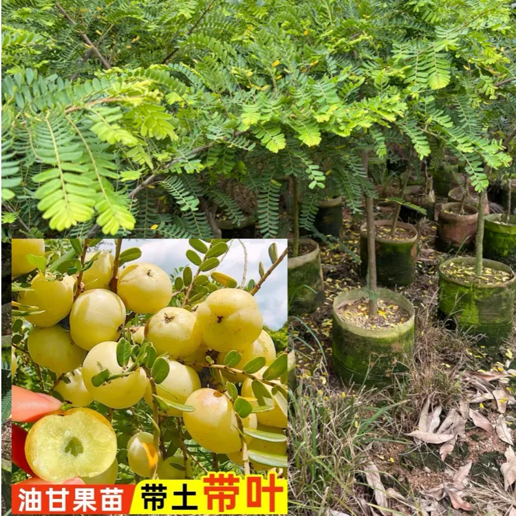 甜油甘果树苗嫁接高产矮化耐寒南北方盆地栽种植果树果苗苗葡萄