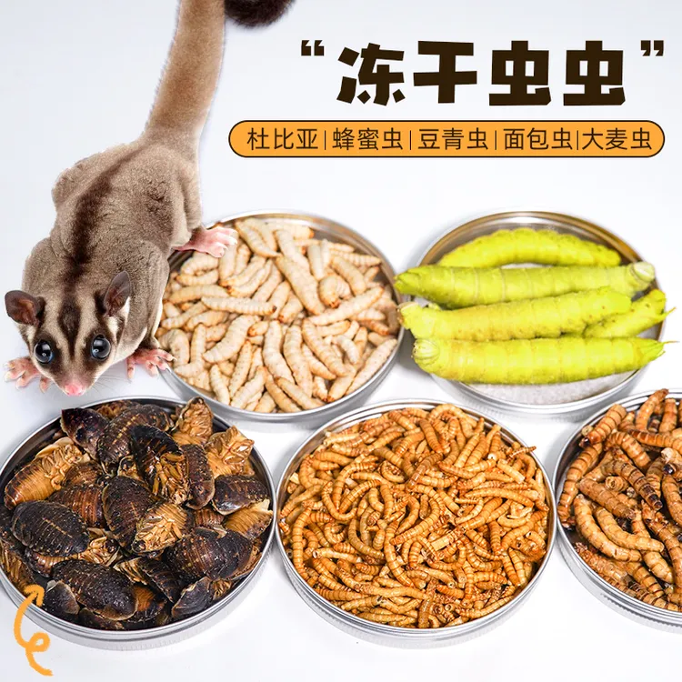 蜜袋鼯零食虫子专用粮食面包虫杜比亚大麦虫玉米虫仓鼠花枝鼠零食