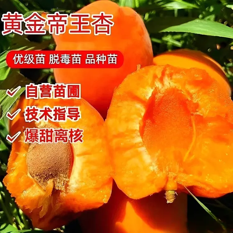 【抢!拍一发二】杏树苗特大帝王杏树苗耐旱耐寒果树商品图
