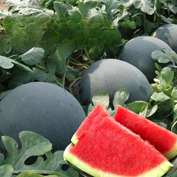 【黑皮西瓜种籽】四季种植家庭阳台盆栽地栽