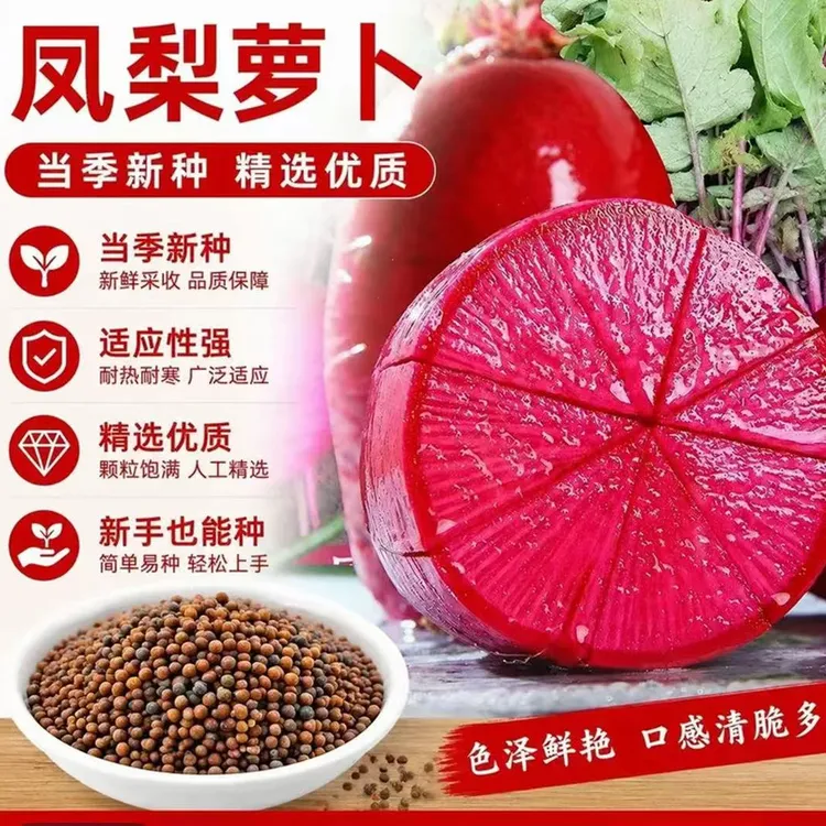 【凤梨水果萝卜种子】凤梨萝卜种籽红皮红肉家庭阳台小院盆栽地栽商品图