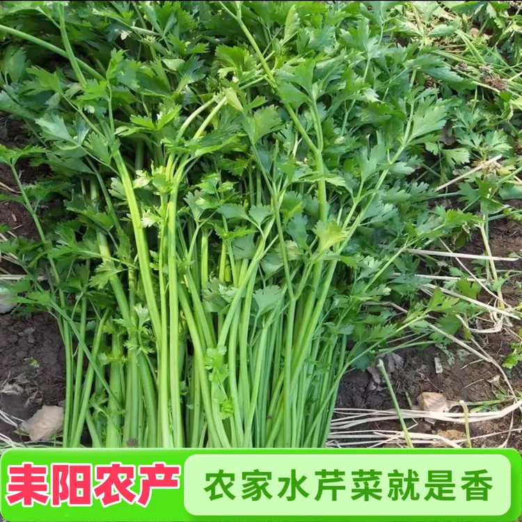 湖南耒阳本地当季芹菜水芹小香芹野芹菜巨香芹菜本地人爱吃时蔬