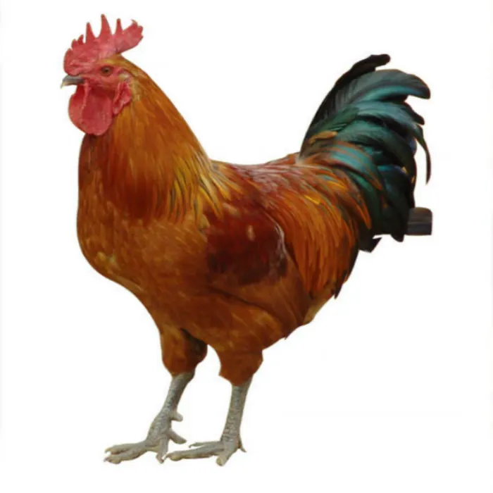 大竹圆农家散养走地大公鸡新鲜现杀笨草鸡一整只