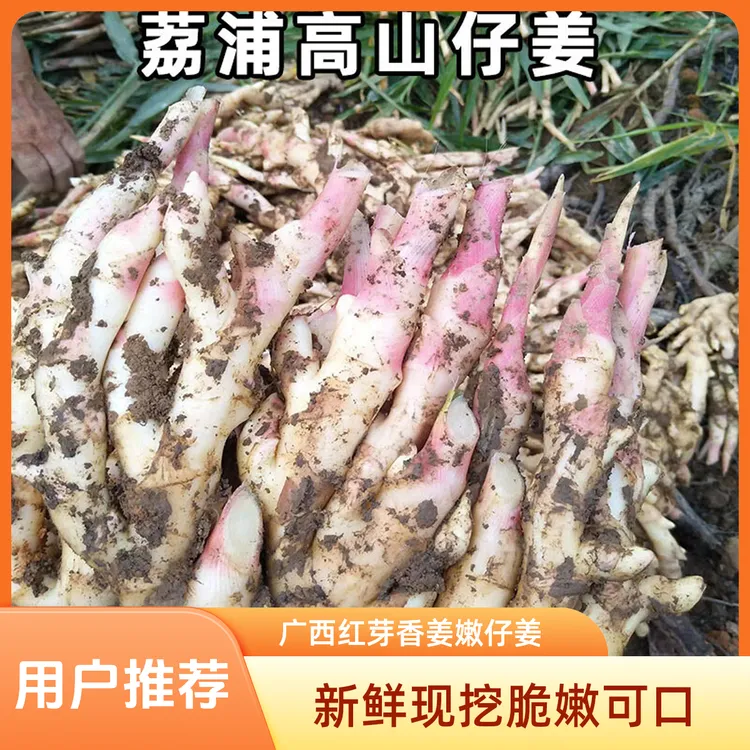 广西桂林红芽姜香姜嫩仔姜嫩姜新鲜现挖生姜自种蔬菜子姜新鲜嫩姜