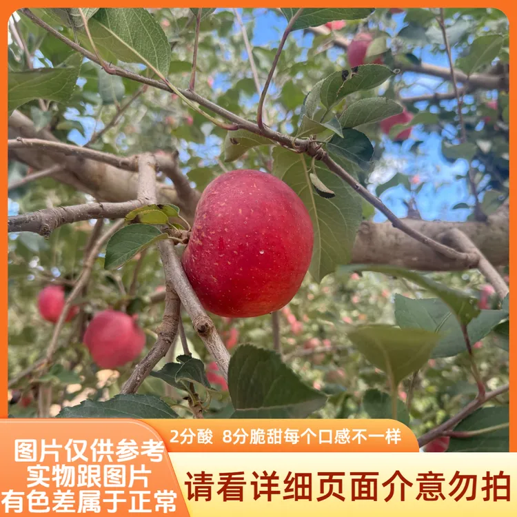 云南昭通苹果当季新鲜现摘诞生决赛脆甜天然多汁水果5斤包邮篮板