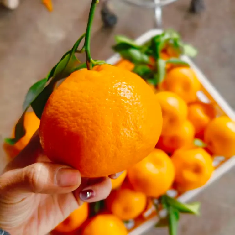四川春见耙耙柑新鲜应季水果香甜多汁爽口细腻自然熟