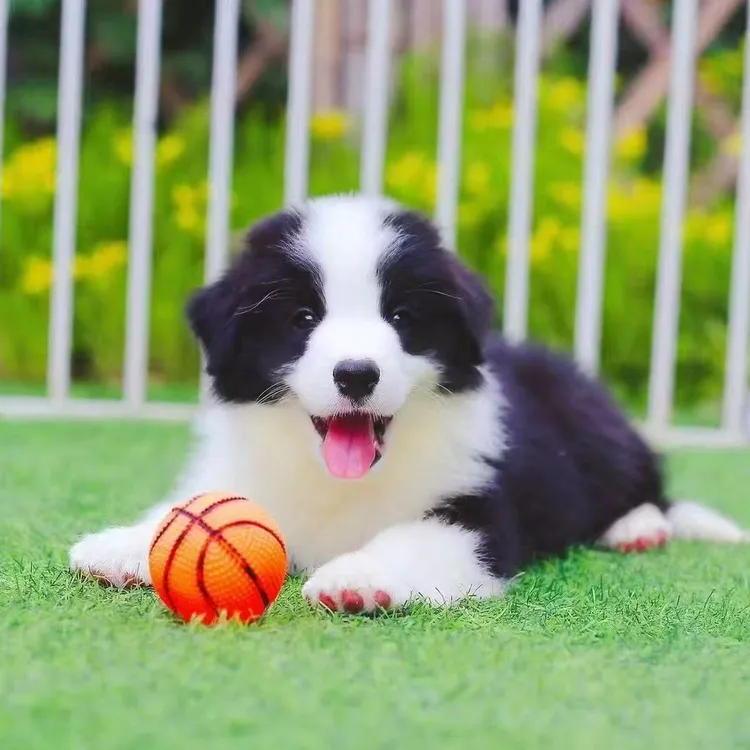 （星辰家）小狗狗活体