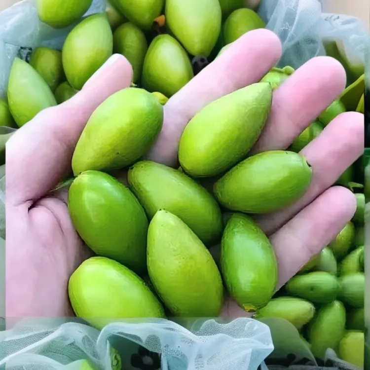 福建特产新鲜橄榄当季采摘生吃回甘可煲汤原味青橄榄水果