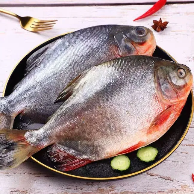 新鲜红鲳鱼500g左右/条鲜活速冻大鲳鱼肉质鲜嫩速冻发货红鲳鱼